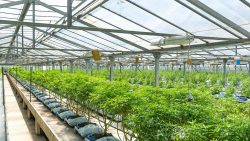 How To Build Your Own Cannabis Facility From The Ground Up?
