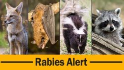 Laurel Rabies Alert (Bat)