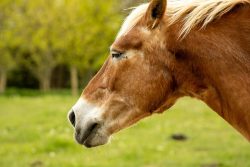 What is Equine Therapy and What Conditions Can It Treat?