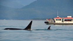 Profs and Pints: About Those Orcas Ramming Boats