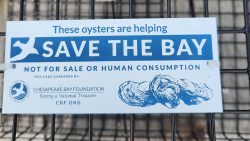 CRAB Partners with CBF to Launch Oyster Garden at Annapolis Adaptive Boating Center