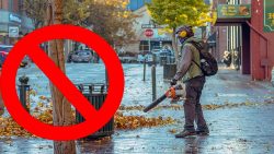 Annapolis Bans Gas-Powered Leaf Blowers Starting 2025