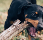 Durable Dog Toys for Large Dogs: The Ultimate Guide to Indestructible Options