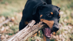 Durable Dog Toys for Large Dogs: The Ultimate Guide to Indestructible Options