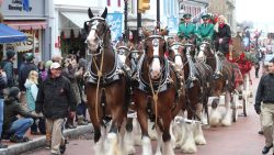 The Budweiser Clydesdales Return to West Street for the “Miracle on West Street”