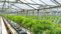 The Growing Cannabis Industry in Maryland