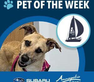 Meet Sadie Mae, Our Canines & Crosstreks Adoptable Pet of the Week