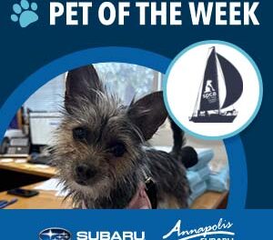 Meet Miss Frisky,  Our Canines & Crosstreks Adoptable Pet of the Week