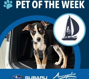 Meet Mulan, Our Canines & Crosstreks Adoptable Pet of the Week